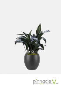 Aspidistra Aspidistra