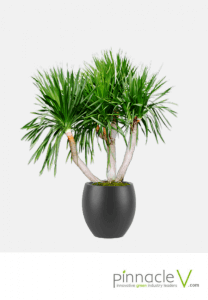 Dracaena Arborea Dracaena Arborea