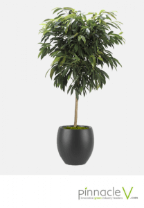 Ficus Amstel King Ficus Amstel King