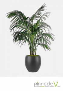 Kentia Palm Kentia Palm